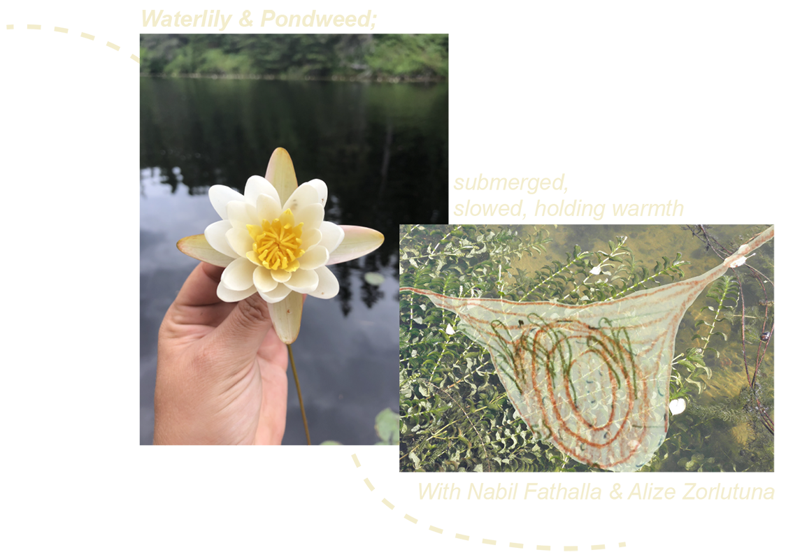 Two images are overlaid, one in portrait on the left, and one landscape on the right. The portrait image shows a hand holding a white and yellow waterlily. Still water and lily pads are in the background and trees reflect in the water. The image on the right is of pondweed floating in the water overlaid with a sketch of topography and floating turions. There is a light yellow curved and dotted line moving across the image starting from top left corner and outside of the frame, behind the images and curves to hug the landscape image. The text starts above the portrait image and reads “waterlily and pondweed;” and continues alongside the landscape image and reads, “submerged, slowed, holding warmth.”